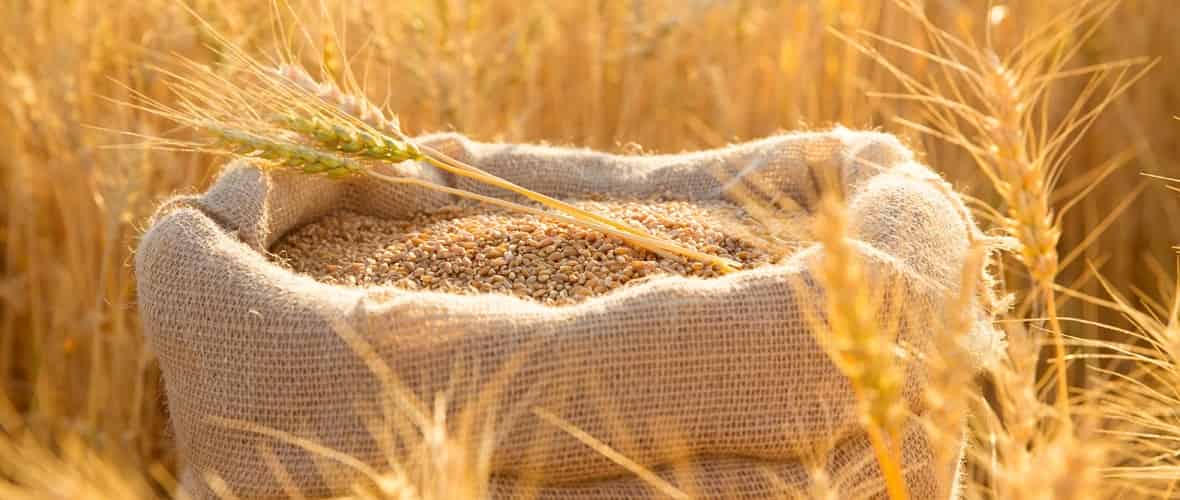 التموين: وصول نسب توريد القمح في مواقع الاستلام إلى 2.4 مليون طن